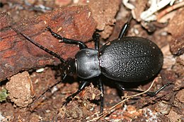 Didysis puošniažygis (Carabus coriaceus)