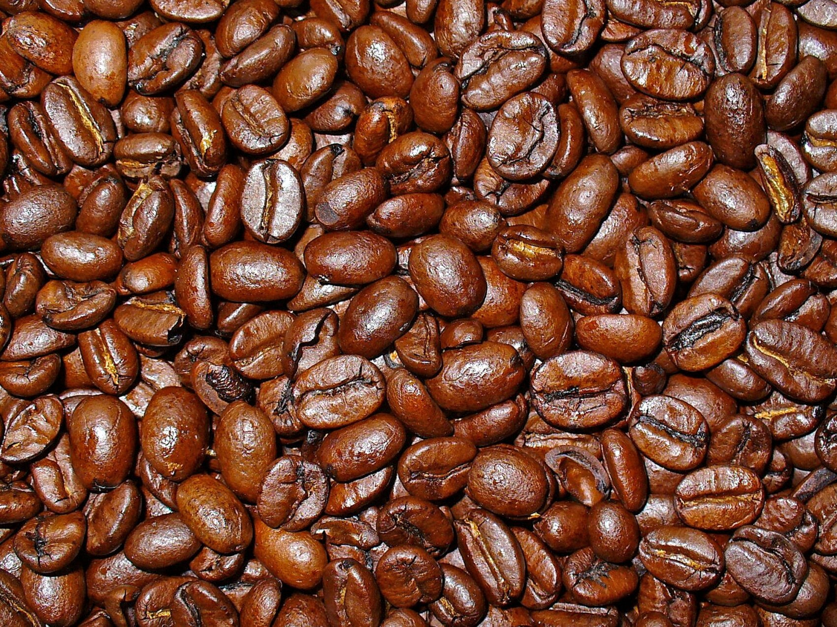 Coffea arabica