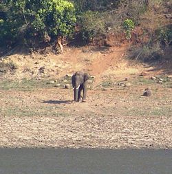 வனவிலங்கு உய்வகத்திலுள்ள ஒரு இந்திய யானை