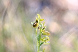 Ophrys petite araignée, ou ophrys litigieux (Ophrys araneola).