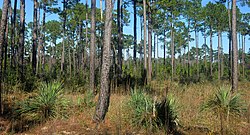 Louisiana yucca (Yucca louisianensis), Roy E. Larsen Sandyland Sanctuary, Hardin County, Texas (November 2019)