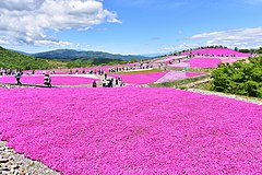 茶臼山高原の芝桜