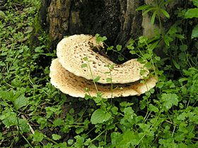 Dryad's saddle (Polyporus squamosus)