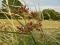 Cyperus longus