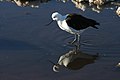 Photo de profil d'une Avocette des Andes marchant dans l'eau et s'y reflétant. Elle est blanche et son aile toute noire.
