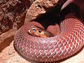 Cobra cracheur rouge d'Afrique.