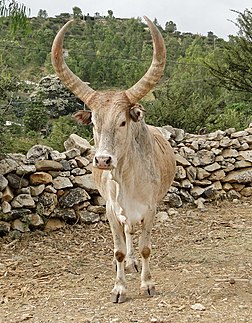 Un zébu (Bos taurus indicus), à Wukro, en Éthiopie. (définition réelle 1 941 × 2 490)