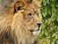 Um leão parecido com Aslam, o Leão