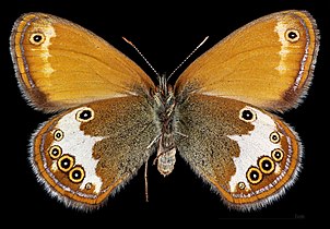 Coenonympha arcania ♀ △