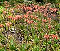 Aloe maculata - prev. A. saponaria