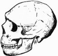 Neandertal d'Amud (Israel), 50000 aC (observeu l'espai retromolar).