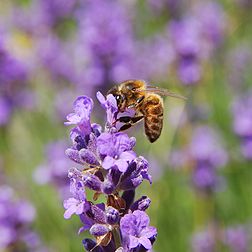 Une abeille à miel (Apis mellifera) butinant les fleurs de lavande (Lavandula angustifolia). (définition réelle 1 990 × 1 990*)