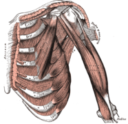 Muscles pectoraux et du bras profonds.