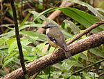 Asksydhake (Heteromyias albispecularis)