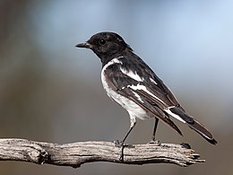 Csuklyás cinegelégykapó (Melanodryas cucullata)