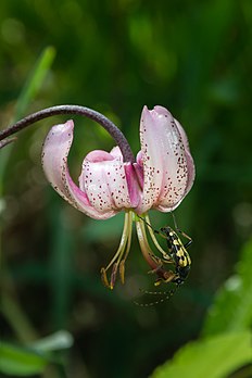 Une fleur de lis martagon (Lilium martagon) butinée par une lepture tachetée (Rutpela maculata). (définition réelle 2 036 × 3 054)