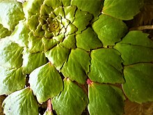 A mosaic plant floating on water