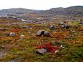 Nunavut tundra, Kanada