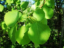 A Populus tremula levelei