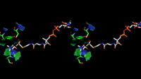 Stereoscopic depiction of choline and acetyl-CoA bound in ChAT active site - alternate angle. (PDB: 2FY3​, PDB: 2FY5​ - overlaid).