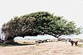 Photograph of a wind-shaped tree at South Point, with a goat and contemporary habitations in the background.