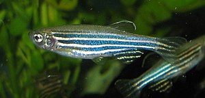 Zebrafisk (Danio rerio)