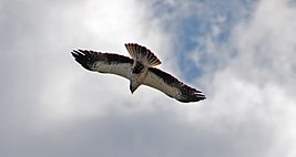 Águila calzada en los alrededores de Arcones