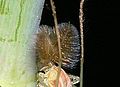 Piumosa Diptera Chironomidae