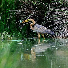 Ardea purpurea purpurea