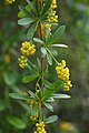 Berberis vernae