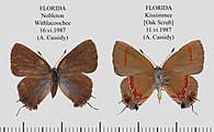 Adult in dorsal view (left) and ventral view.