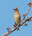 Image 32Cedar waxwing in Green-Wood Cemetery