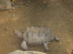 Köhlerschildkröte