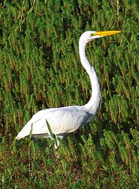 granda egretardeo (Egretta alba)