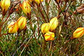 Gentianella hirculus (Sarashima), Cajas mama llaqta parki