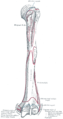 Insertion humérale du chef huméral du muscle extenseur ulnaire du carpe (Extensor carpi ulnaris)