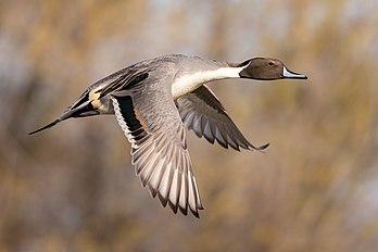 Un canard pilet en vol. (définition réelle 5 032 × 3 356)