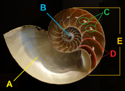 Sezione di conchiglia di Nautilus attuale: A) camera d'abitazione; B) protoconca; C) colletti settali (ortocoanitici) e anelli di connessione; D) setti; E) fragmocono[N 4]