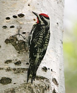 Safaspæta (Sphyrapicus varius)