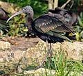 Batla (Plegadis falcinellus)