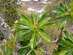 Ploiarium alternifolium.