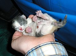 Chaton âgé de trois heures.