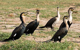 Breeding adults, distinguishable by their white flank spots, at Lake Edward, Uganda