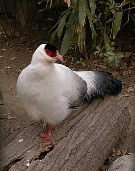 Белый ушастый фазан