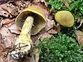 Cortinarius venetus