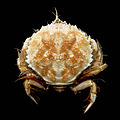 Circular crab, Atelecyclus rotundatus