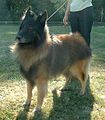 Belgian Shepherd Dog (Tervueren)