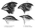 Image 22Gould's illustration of Darwin's finches (from Galápagos Islands)