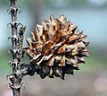 Vue rapprochée d'une branche avec un fruit en forme de boule piquante