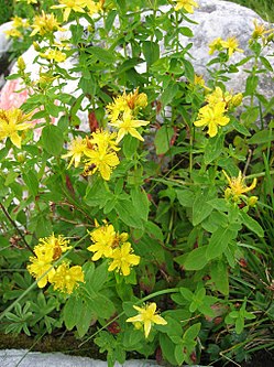 Särmäkuisma (Hypericum maculatum)